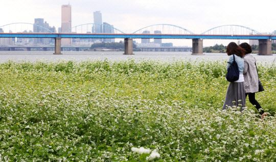 11일 오후 서울 반포한강공원 서래섬에서 시민들이 메밀꽃밭을 걷고 있다. 오는 14-15일 '한강 서래섬 메밀꽃 축제'가 열린다.